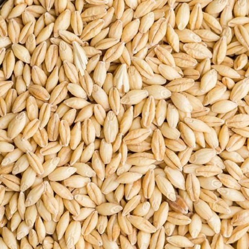 Organic Barley Grain